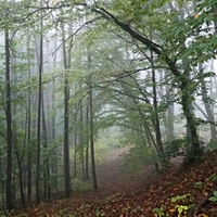 Za mlhy v lese