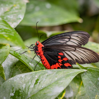 Motýl II