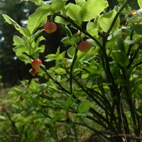 Brusnice borůvka (Vaccinium myrtillus L., 1753)