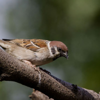 Vrabec polní (Passer montanus)