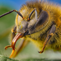 Včela samotářka (Apoidea)