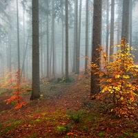 Barvy lesa za mlhy