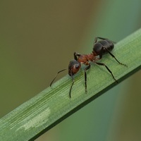 Mravenec luční II