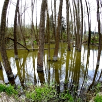 Bobří rybník