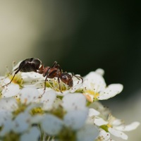 Mravenec luční