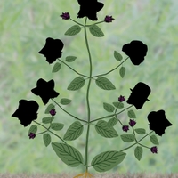 Herbář děda Vševěda - Černohlávek obecný (Prunella vulgaris L., 1753)