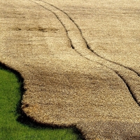 Pšeničný koberec