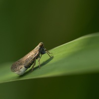 Hmyzáček II