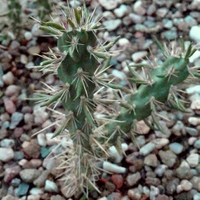 Malý obrazový atlas rostlin: Cylindropuntia imbricata