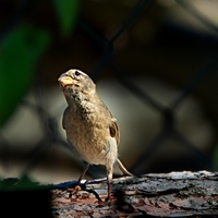 Vrabčák