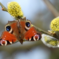 Únorové milé motýlí překvapení