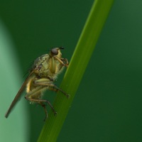 Muší hmyzáček