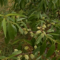  Mandloň obecná (Prunus dulcis D.A.Webb, 1967)