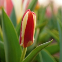 Čas tulipánů