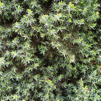 Malý obrazový atlas rostlin: Jalovec šupinatý (Juniperus squamata Buch.-Ham. ex D.Don, 1824)