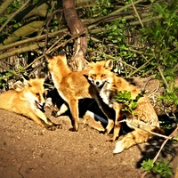 Liška s mláďaty