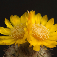 Parodia mutabilis