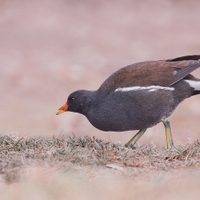 podvečer na sádráku......