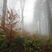 šepot červeného listí