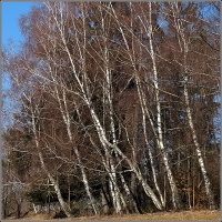 vyběhla bříza bělučká...