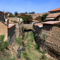 Totora
