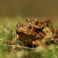 žabí láska