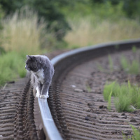 kočka na koleji