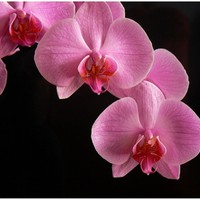 Orchidea