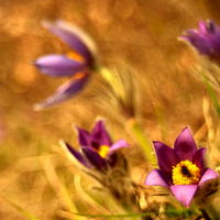 Pulsatilla