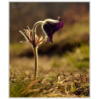 Pulsatilla