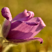 Pulsatilla