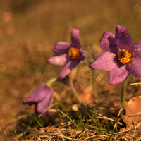 Pulsatilla