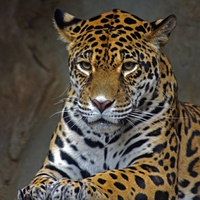 Panthera onca