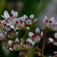 Saxifraga