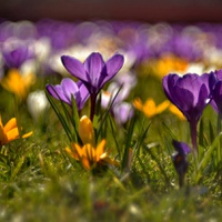 Krokus ve městě