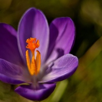 Krokus