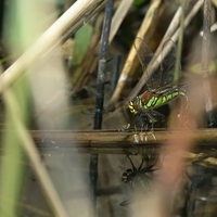 Brachytron pratense