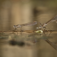 Sympecma paedisca