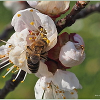 jarní motiv s včeličkou