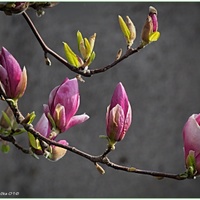 Rozkvétající magnolie ...