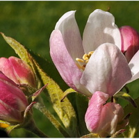 Jabloňový květ v detailu
