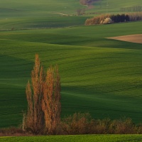 Podvečer v poli