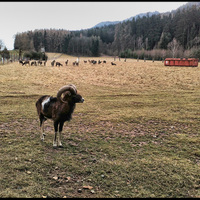 Na stráži