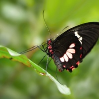 Papilio polytes