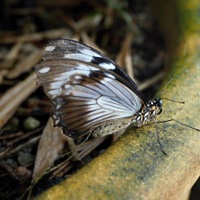 tropický motýl