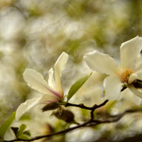 Medzi magnoliami