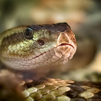 Crotalus atrox