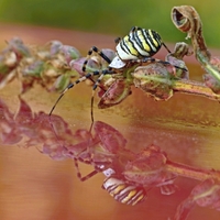 Křižák pruhovaný - Argiope bruennichi