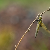 ...l.quadrimaculata...