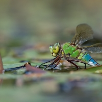Anax imperator(ka)